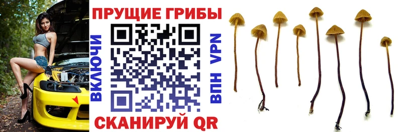 как найти   Костомукша  Галлюциногенные грибы Psilocybe 